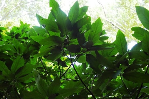Styrax radians