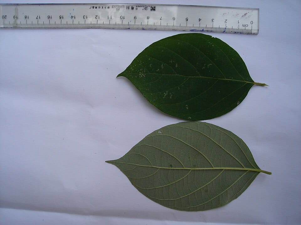 Styrax tonkinensis (Siam benzoin) — photo