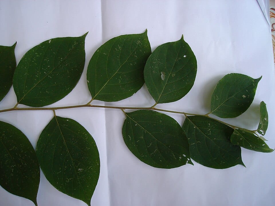Styrax tonkinensis (Siam benzoin) — photo