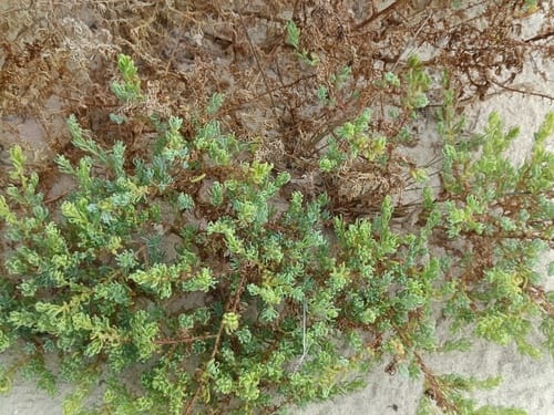 Suaeda aegyptiaca (Egyptian sea blite) — photo