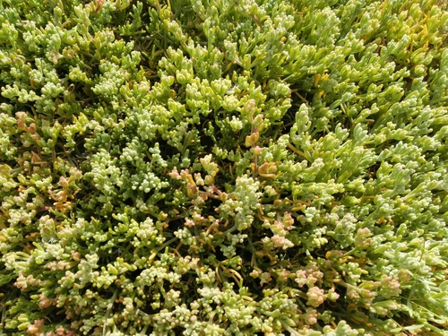 Suaeda aegyptiaca