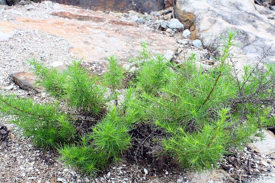Suaeda asparagoides