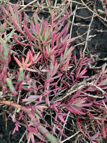 Suaeda australis (Southern Seablite) — photo