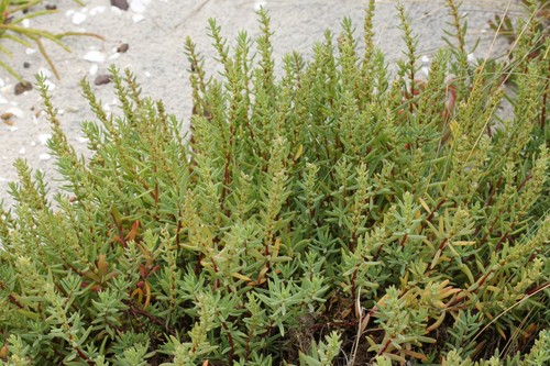 Suaeda australis (Southern Seablite) — photo
