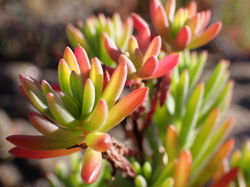Suaeda australis