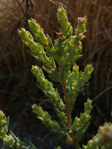 Suaeda calceoliformis (American sea-blite) — photo