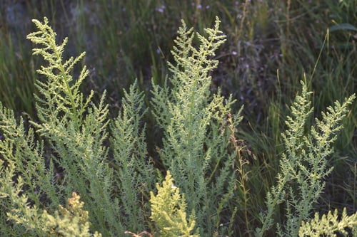 Suaeda calceoliformis (American sea-blite) — photo