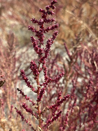 Suaeda calceoliformis