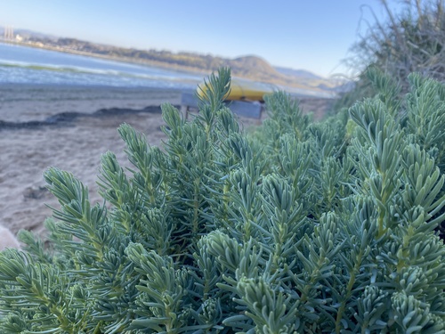 Suaeda californica (Broom Seepweed) — photo
