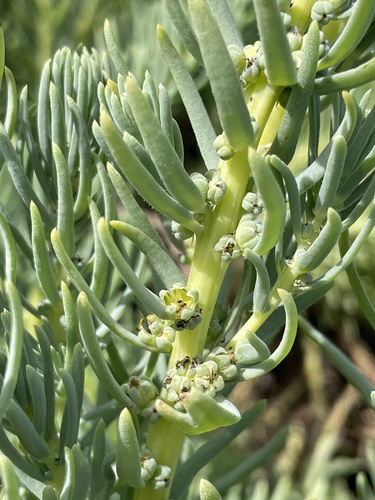 Suaeda californica (Broom Seepweed) — photo