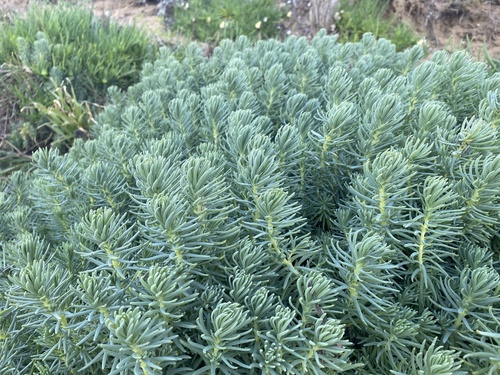 Suaeda californica