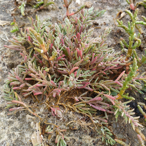 Suaeda corniculata (Jiao guo jian peng) — photo