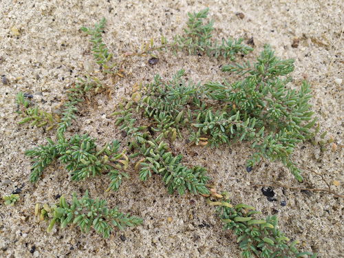 Suaeda corniculata
