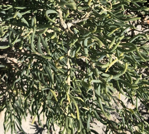 Suaeda depressa (Paiuteweed) — photo