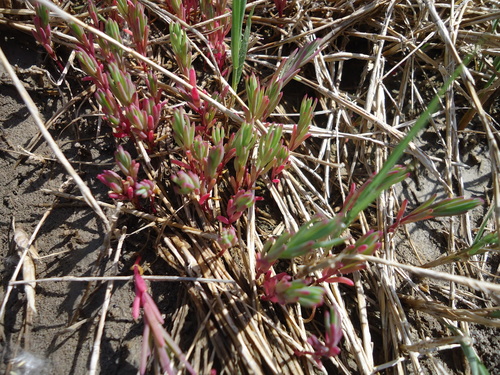 Suaeda depressa (Paiuteweed) — photo
