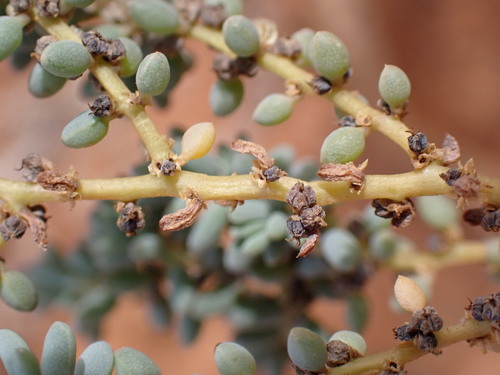 Suaeda fruticosa (Shrubby seablite) — photo
