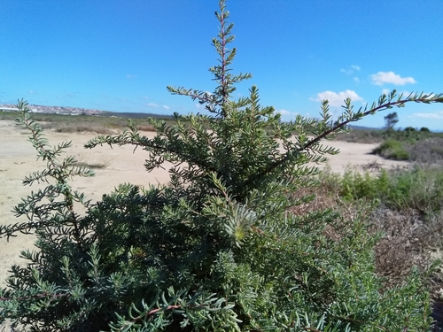 Suaeda fruticosa (Shrubby seablite) — photo