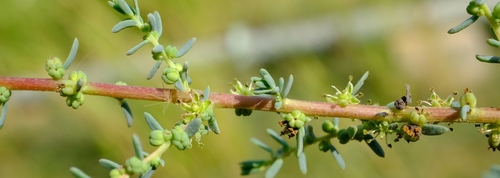 Suaeda fruticosa