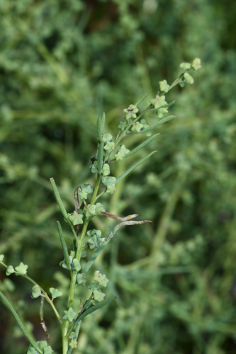 Suaeda glauca (Sea blite) — photo