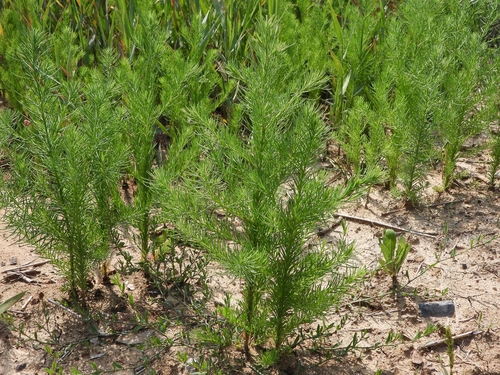 Suaeda glauca
