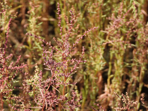 Suaeda heteroptera