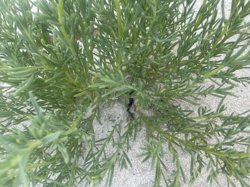 Suaeda linearis (Annual Seepweed) — photo