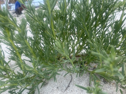Suaeda linearis (Annual Seepweed) — photo