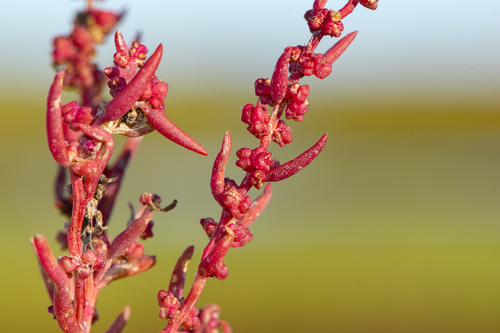 Suaeda linearis