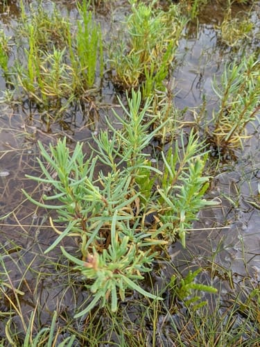 Suaeda maritima (Annual Sea Blite) — photo