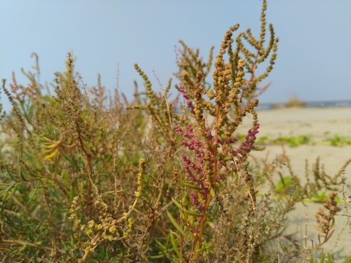 Suaeda maritima