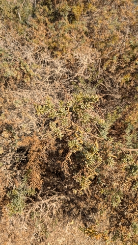 Suaeda monoica (Koyyalakura) — photo
