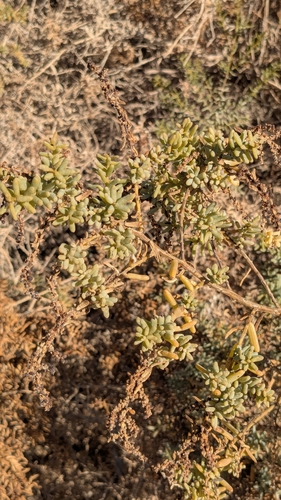 Suaeda monoica (Koyyalakura) — photo