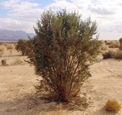 Suaeda monoica