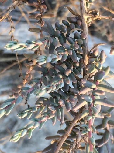 Suaeda nigra (Desert seepweed) — photo