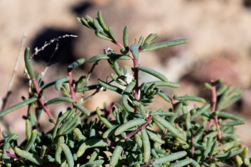 Suaeda nigra