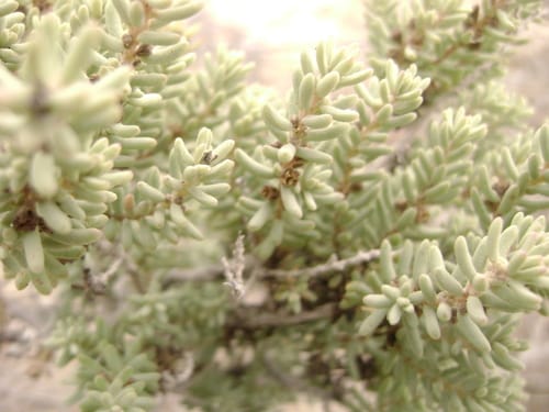 Suaeda palmeri — photo