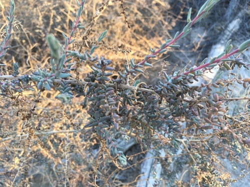 Suaeda ramosissima (Mojave Seablite) — photo