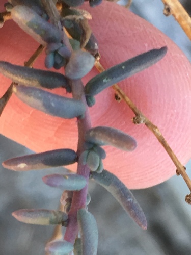 Suaeda ramosissima