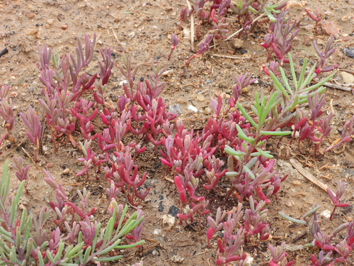 Suaeda salsa (Winged suaeda) — photo