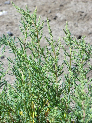 Suaeda salsa (Winged suaeda) — photo