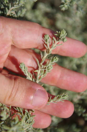 Suaeda suffrutescens (Desert seepweed) — photo
