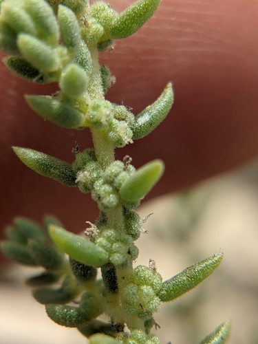 Suaeda suffrutescens (Desert seepweed) — photo