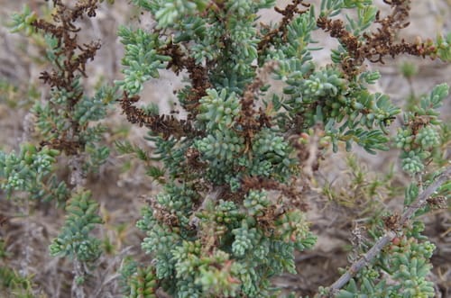 Suaeda tampicensis (Tampico sea-blite) — photo