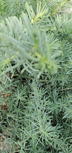 Suaeda tampicensis