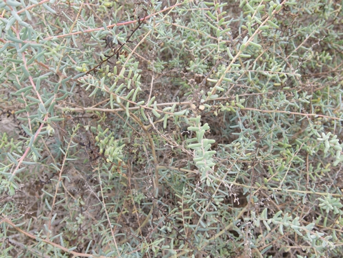 Suaeda vermiculata — photo