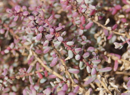 Suaeda vermiculata