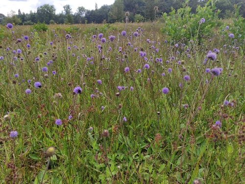 Succisa pratensis (Devil's bit scabious) — photo