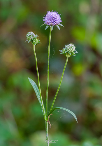Succisa pratensis (Devil's bit scabious) — photo