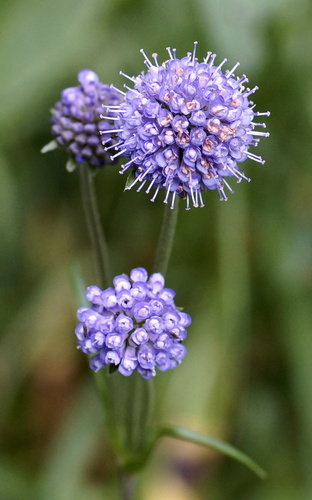 Succisa pratensis