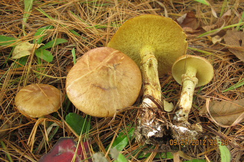 Suillus acidus — photo